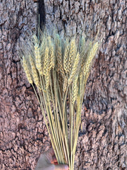 Wheat - Natural - DRIED