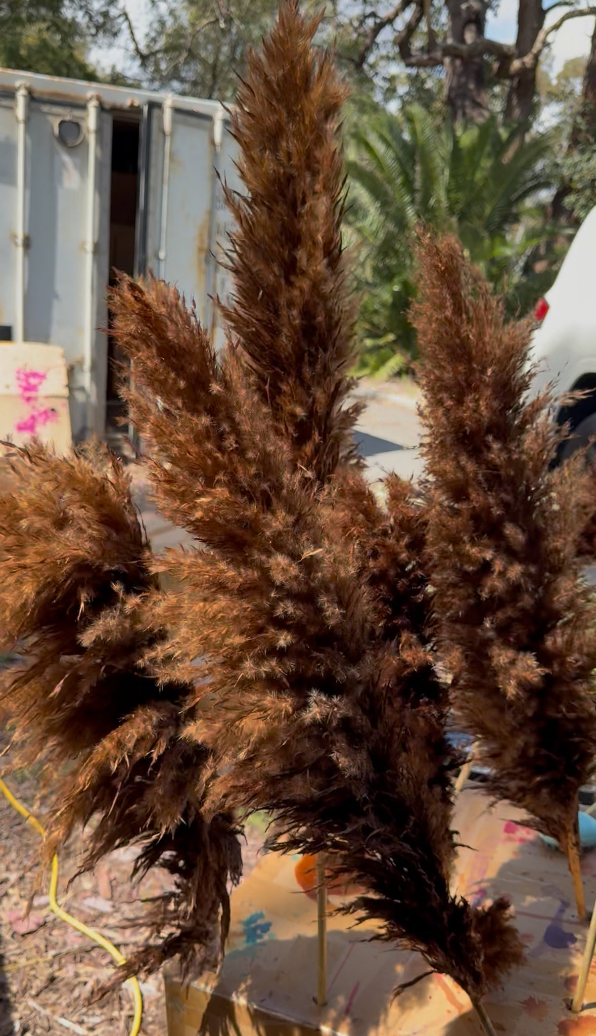 Pampas - Fluffy Heads - Chocolate Brown