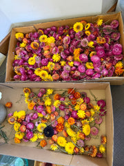 Everlastings/Straw Flowers - 20 heads - mixed colours