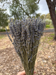 Lavender Dried
