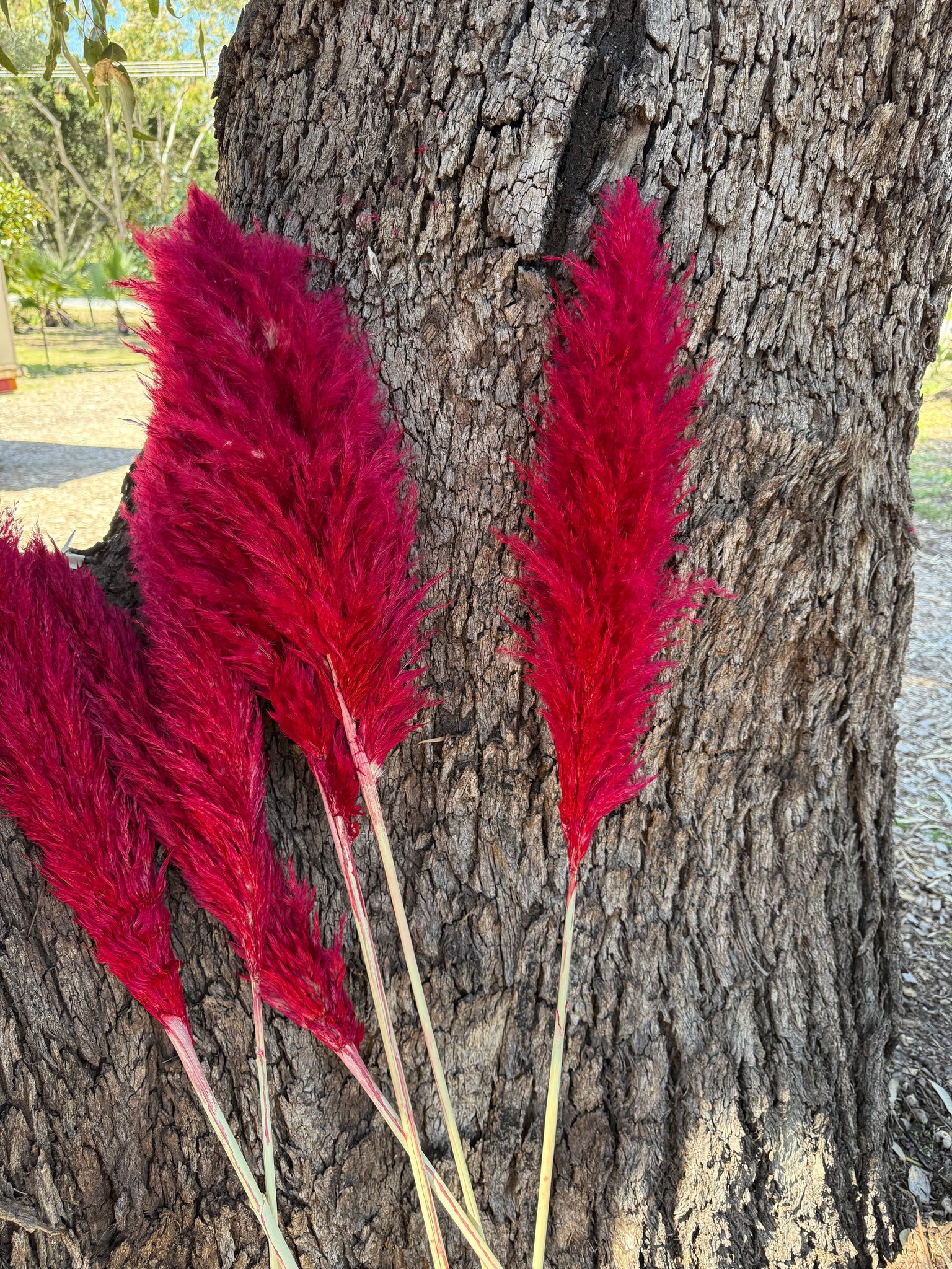Pampas - Fluffy stems - Red