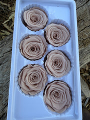 Roses Preserved - 6 pack - Nude pink beige