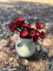 Protea Compacta Rosetta - 1 Stem - Burnt Rose Red