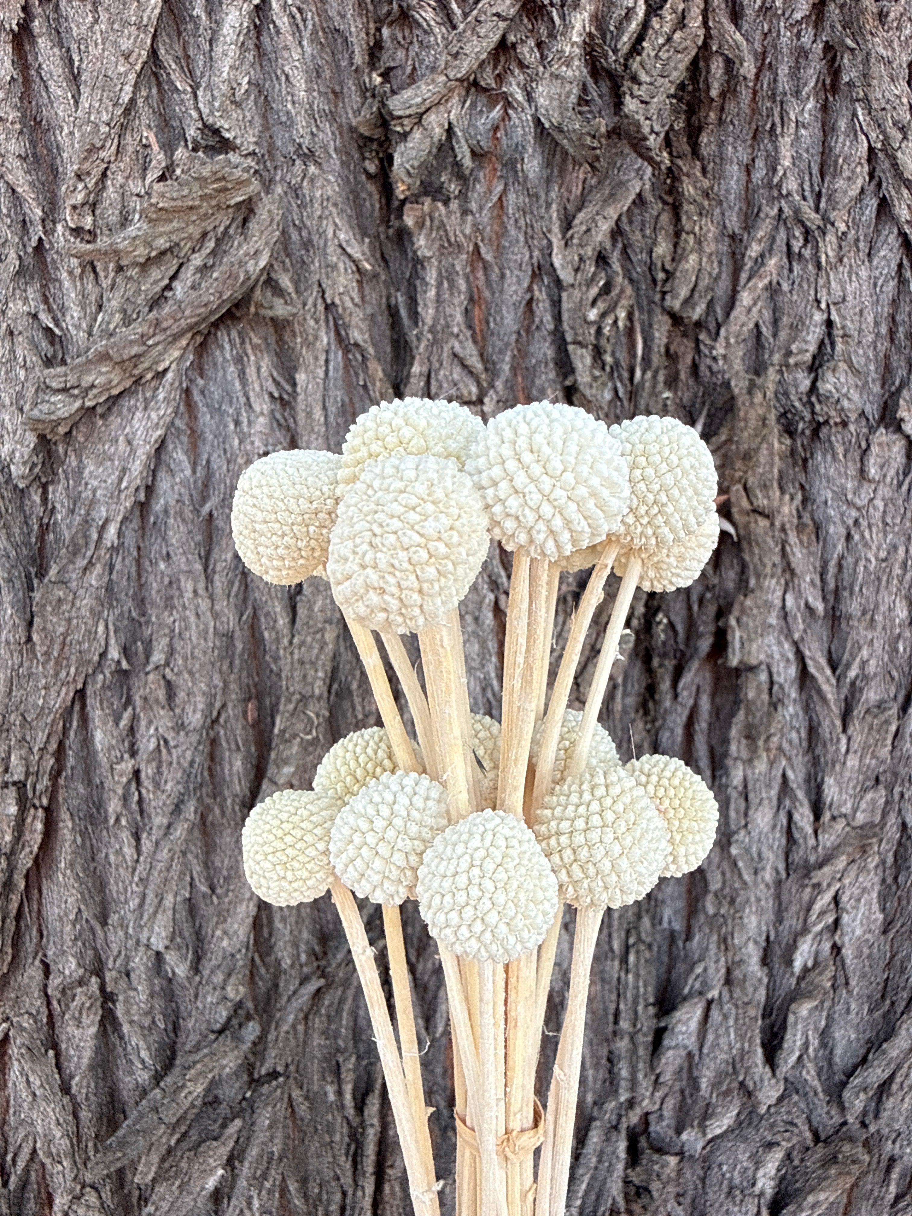 Billy Buttons - Vanilla White – The Green Shed