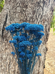 Clearance Rice flower - Blue Velvet