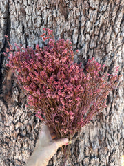 Scholtzia - Preserved - Rosy Pink Tones