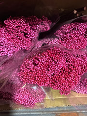Rice flower - Sweet Pink Ombre Tones