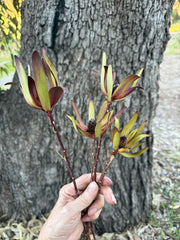Leucadendron - Dried - Red & Green