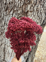 Rice flower - Deep Burgundy Red