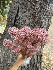 Rice flower -  Dusty Rose Pink