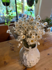 Daisies / Daisy - Rhodanthe