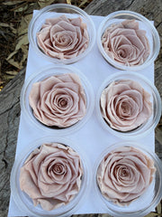 Roses Preserved - 6 pack - Nude pink beige