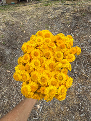 Everlasting Daisies - Golden Waitzia (yellow)
