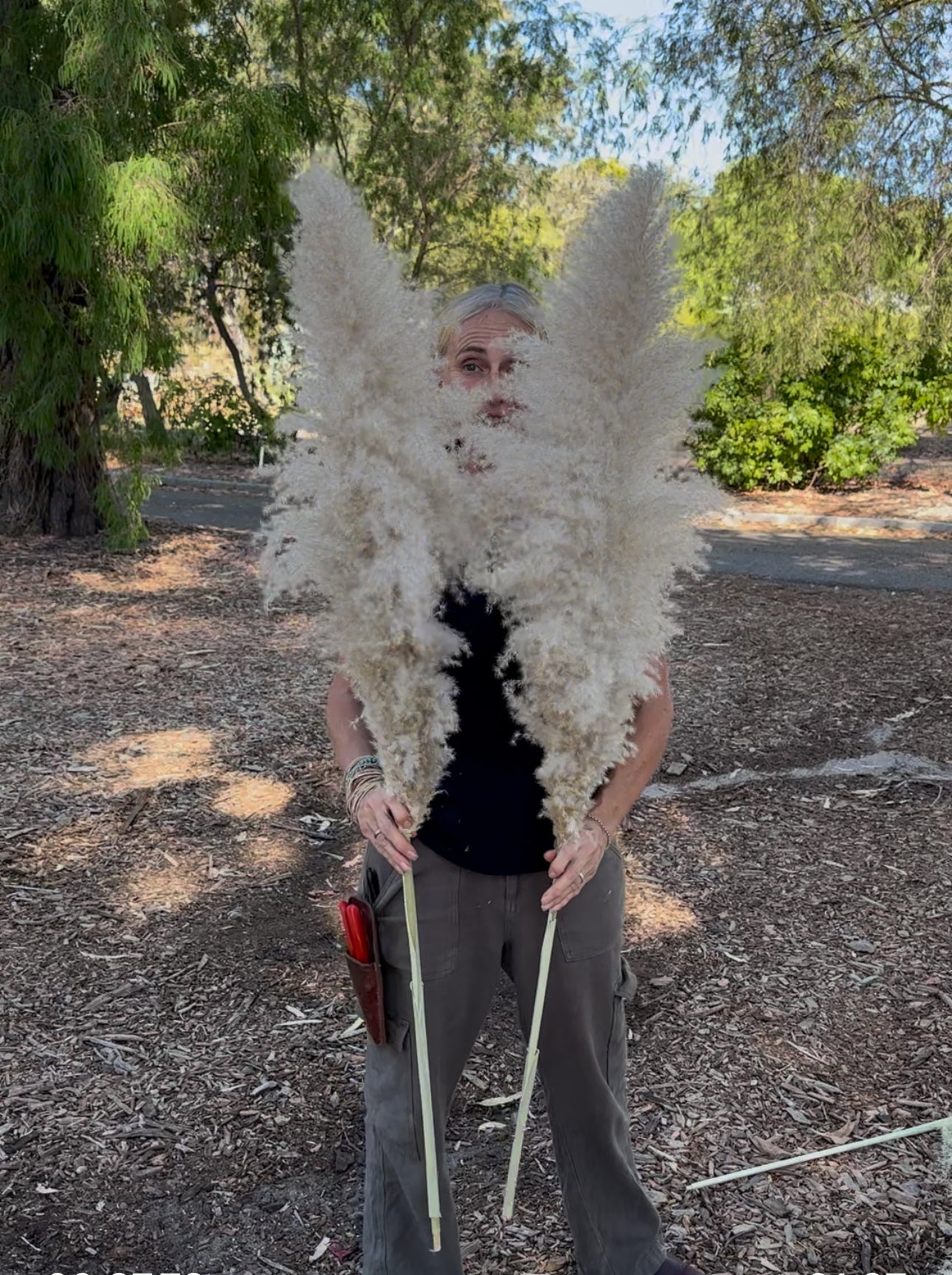 Pampas 2025 - Fluffy Heads- GIANT - Over 70cms- NATURAL Nude Beige, Creamy, Ivory, Off-White Tones