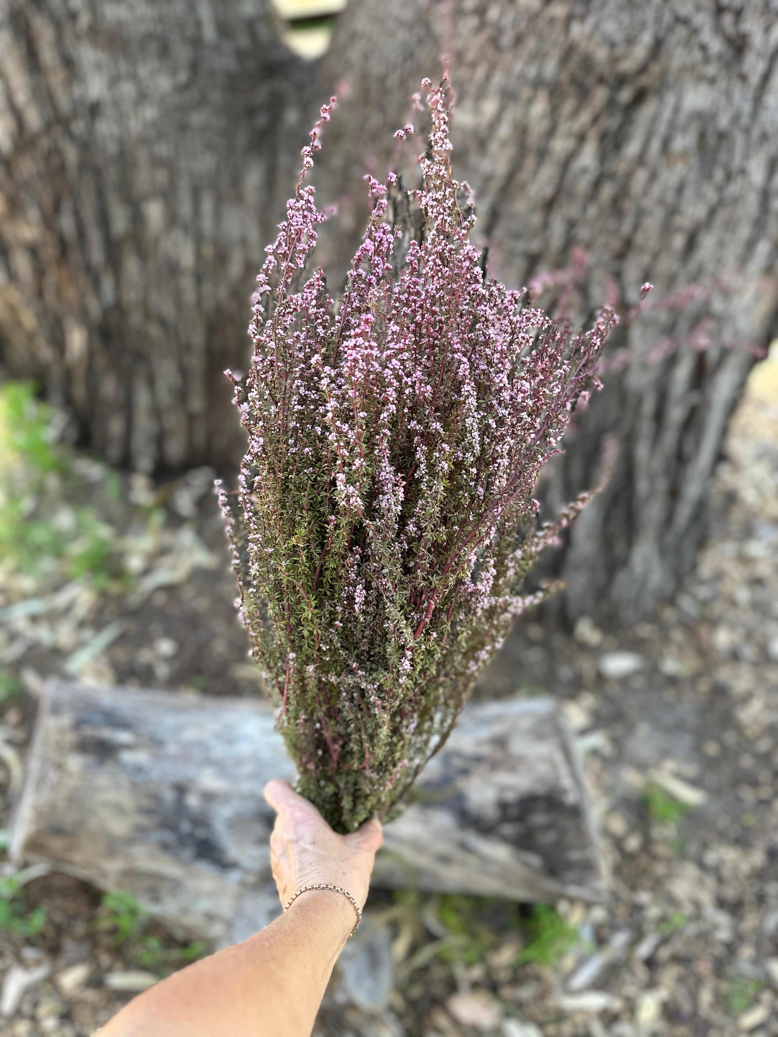 Tea Tree - Soft Pink – The Green Shed