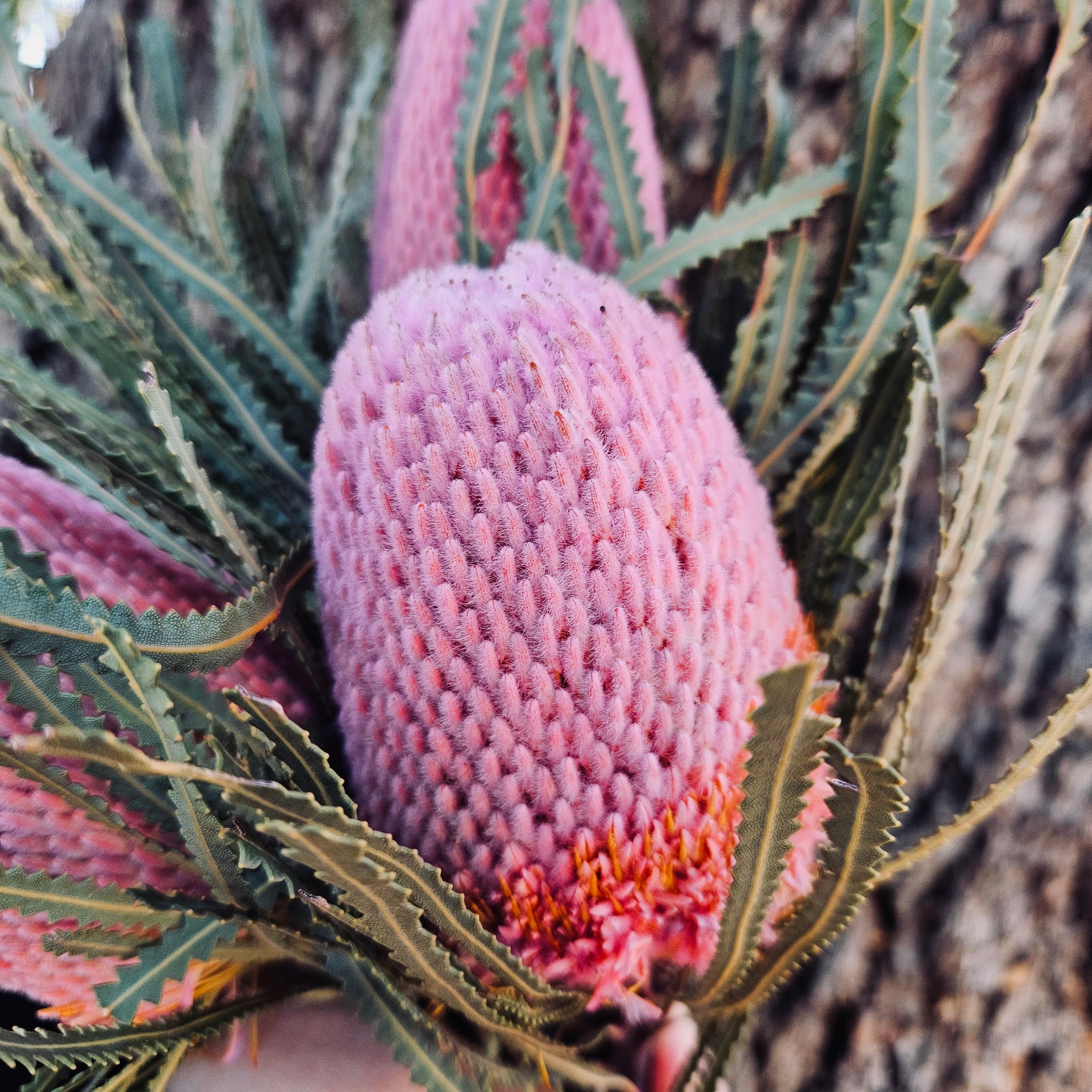 Banksia Hookeriana - Soft Pink