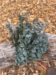Gum - Eucalyptus - Cinerea - PRESERVED Green - New Season