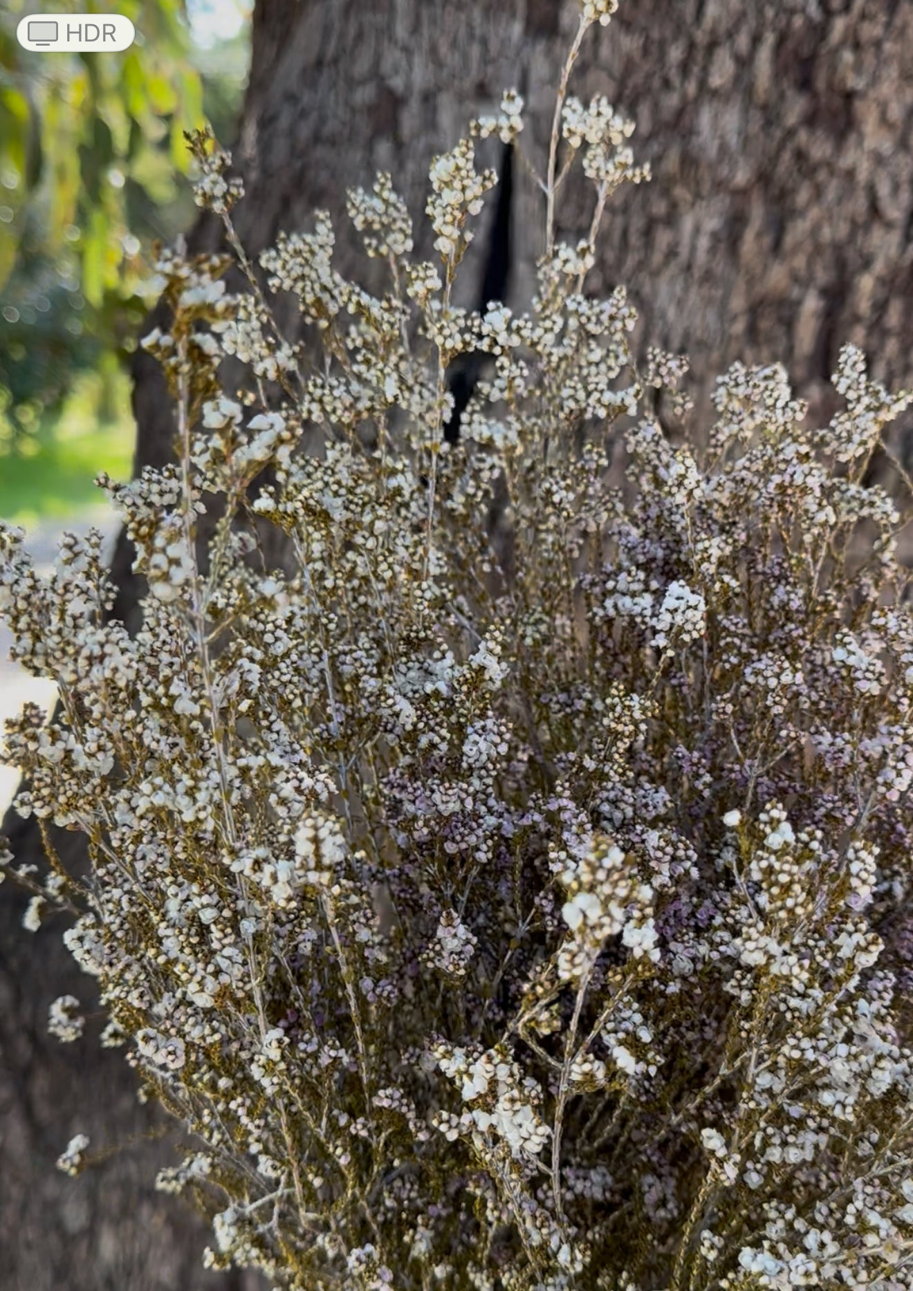 Scholtzia - Preserved - Natural - Amazing Filler