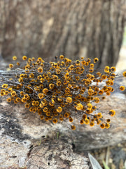Stirlingia Flower - PRESERVED - Golden Yellow tones