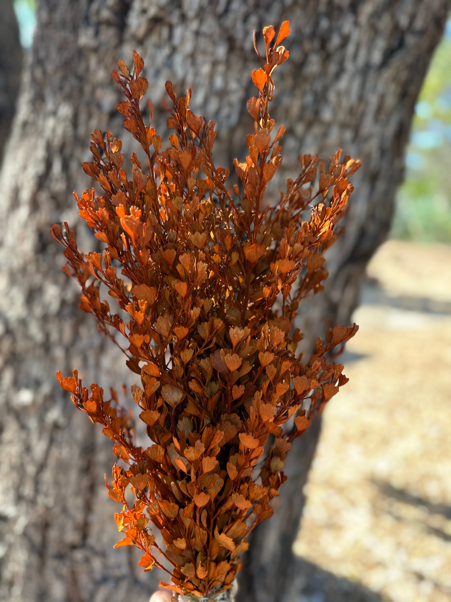 Templetonia - Preserved - Autumn Orange Tones