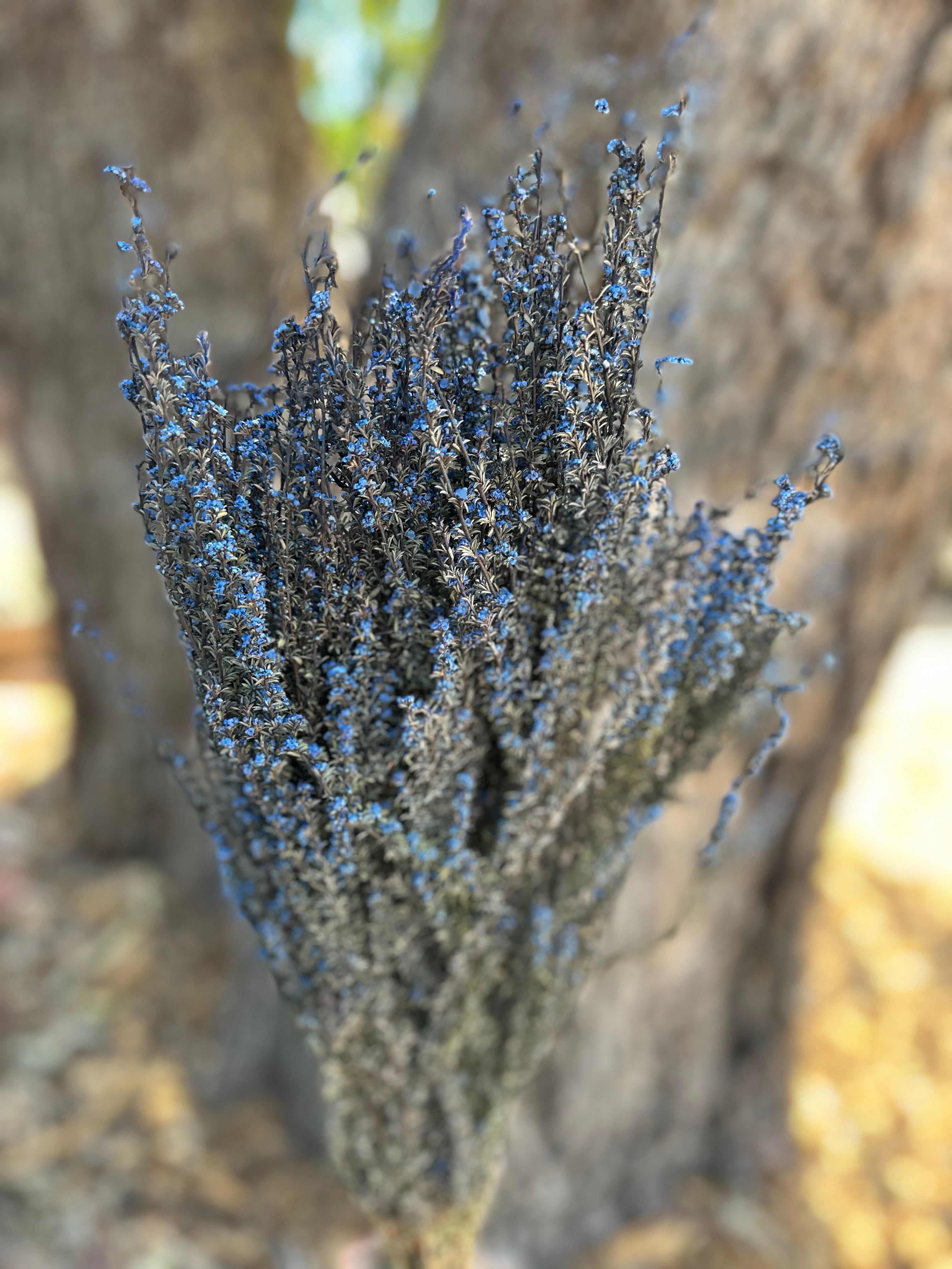 Tea Tree - Blue - shades vary – The Green Shed
