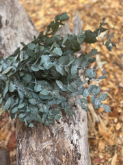 Gum - Eucalyptus - Cinerea - PRESERVED Green - New Season