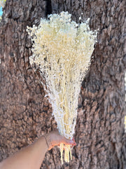 Baby’s Breath - Gypsophila Preserved - Ivory White