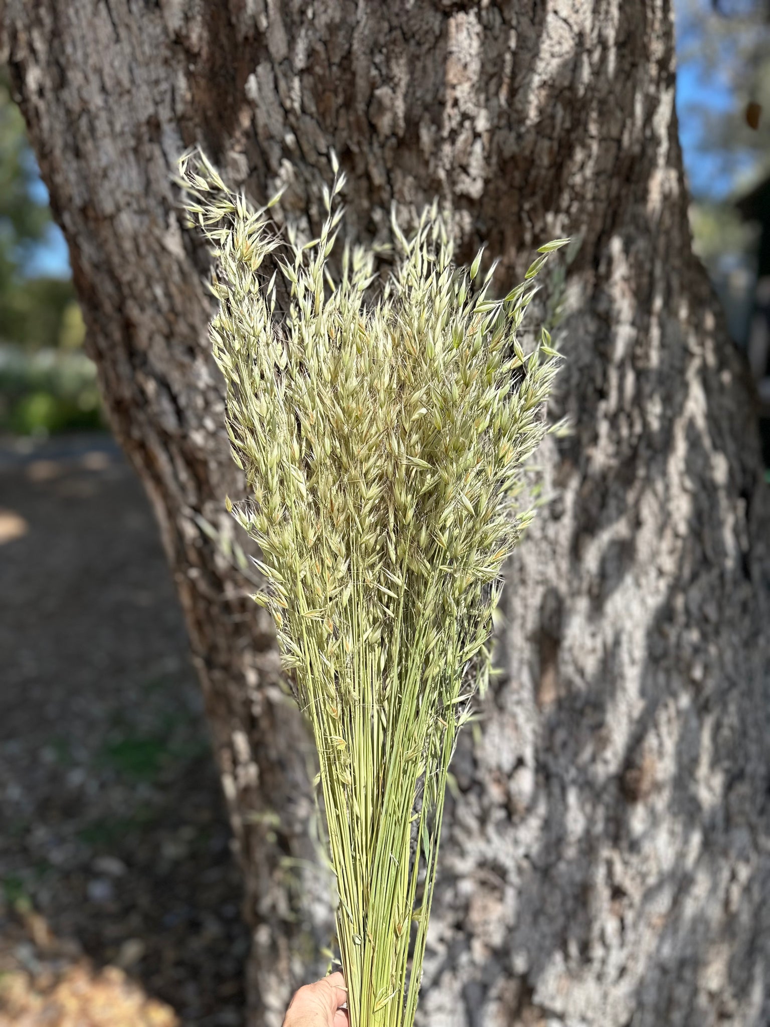 Wild Oats - Natural - DRIED