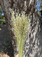 Wild Oats - Natural - DRIED