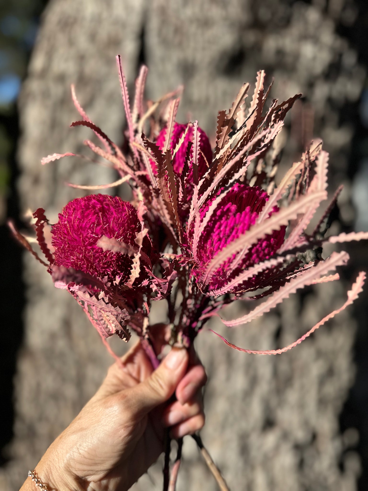 Banksia Hookeriana - 1 mini head - Hot Pink