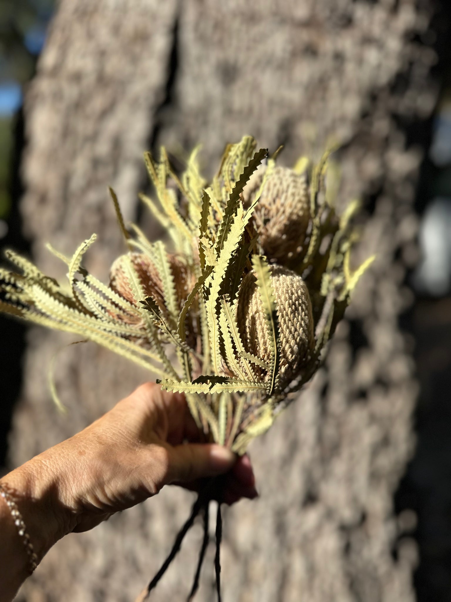 Banksia Hookeriana - 1 mini head - Natural