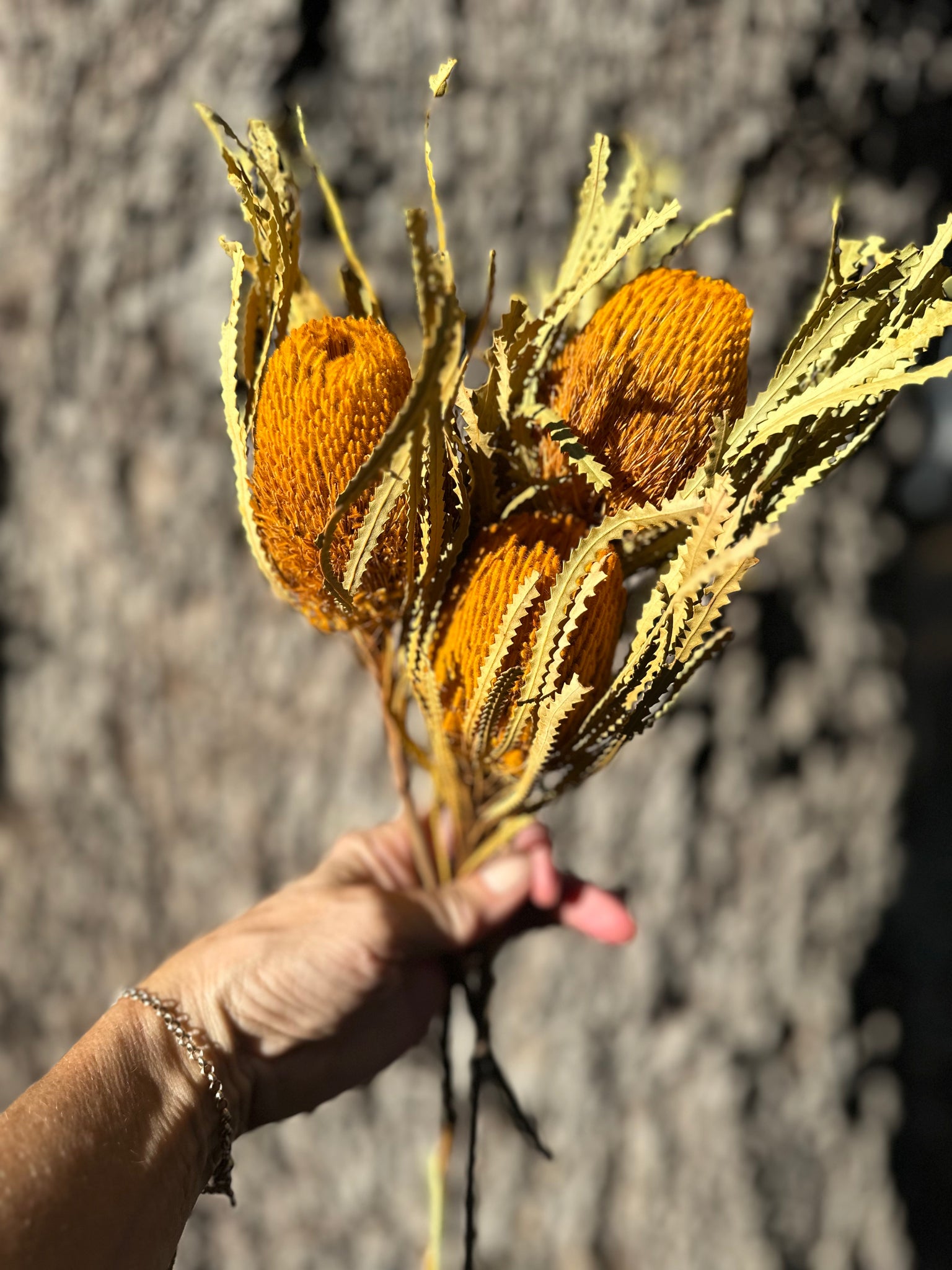 Banksia Hookeriana - 1 mini head - Autumn Orange