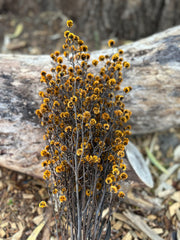Stirlingia Flower - PRESERVED - Golden Yellow tones