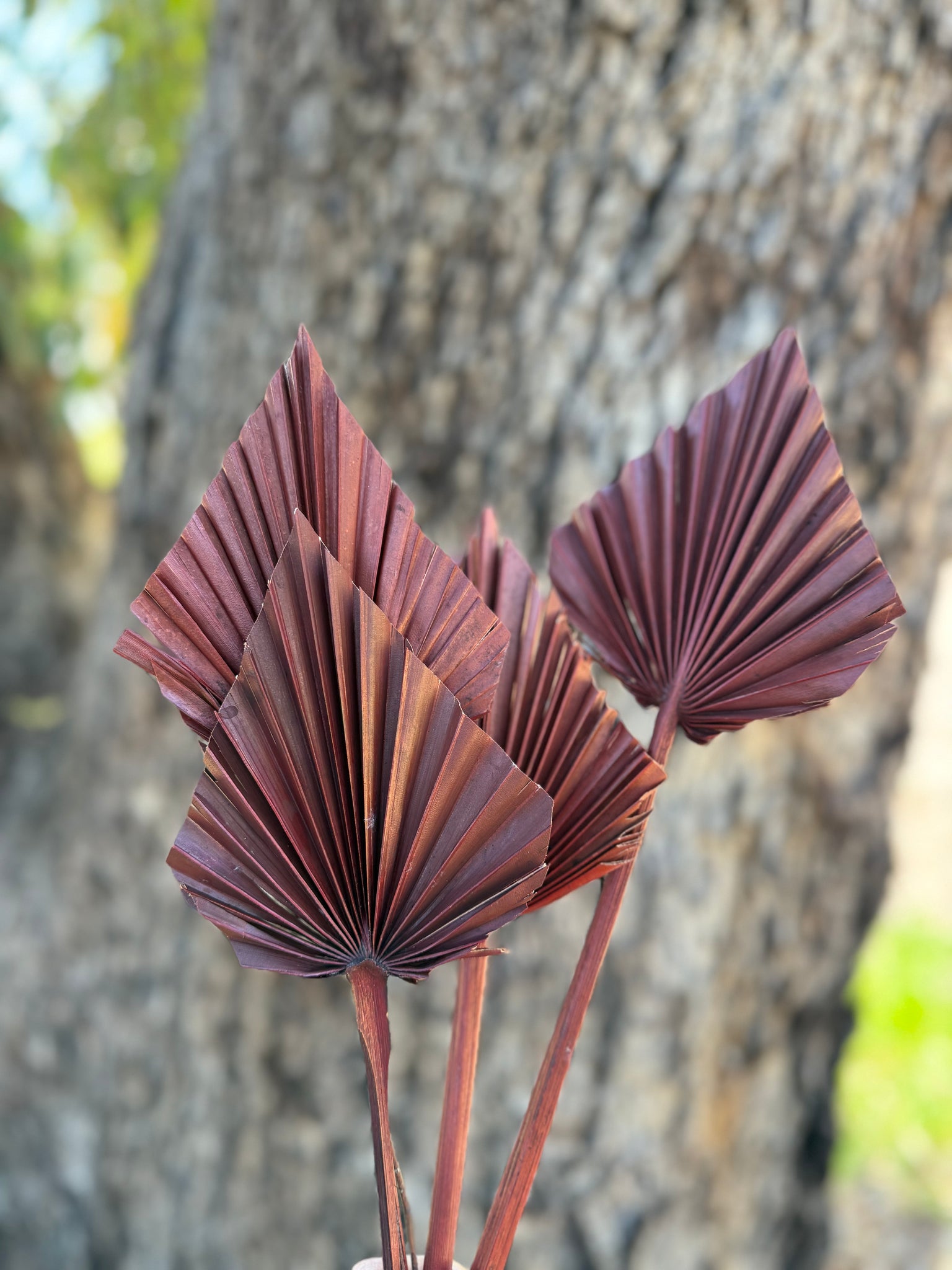 Palm - Thin Stem Spear - Chocolate Brown - 1 Stem