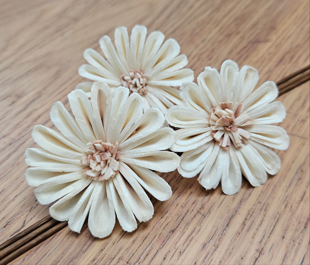 Handmade Flowers - Sola Flower - White Rounded Zinnia with Blush Pink Centre - 7cm