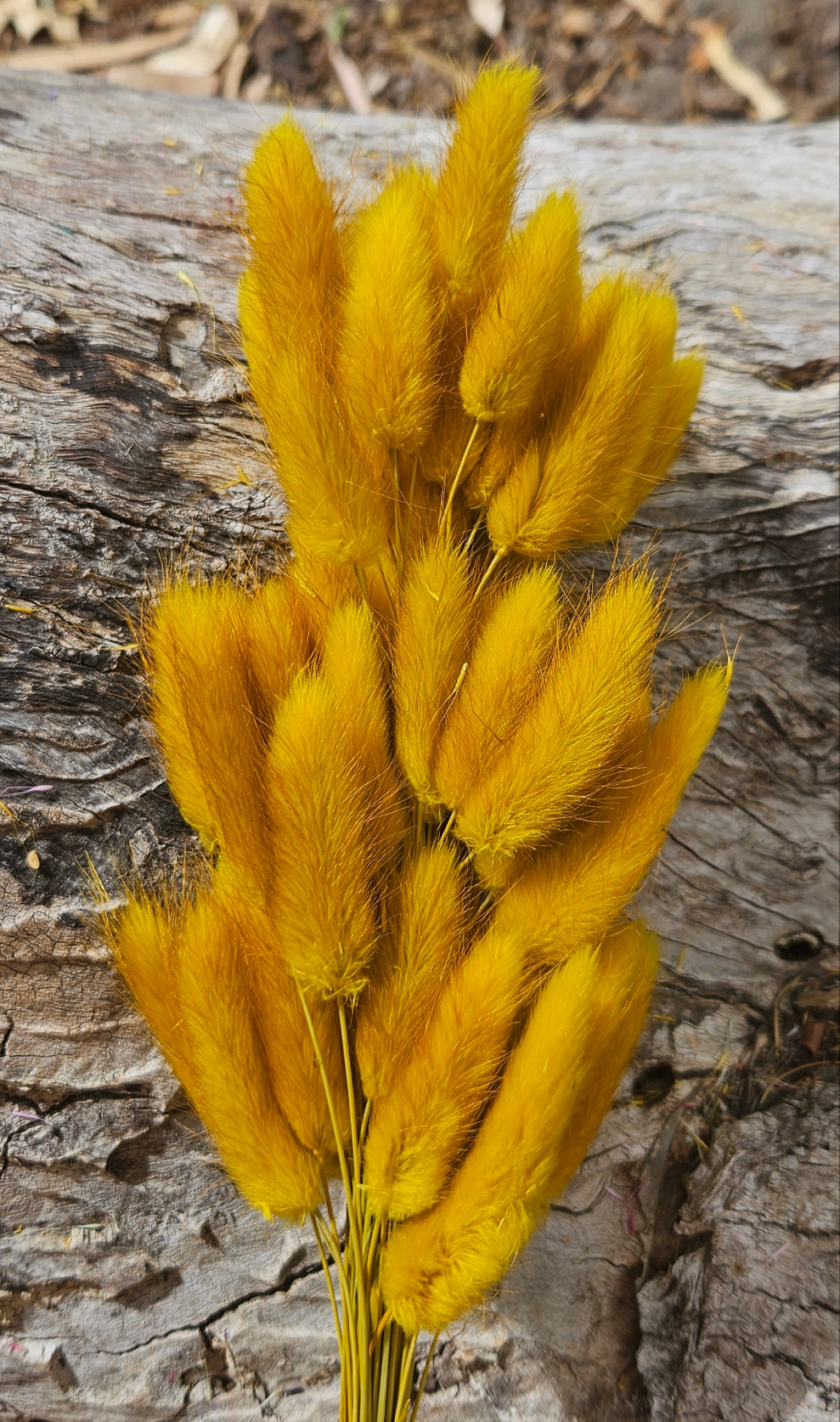 Bunny Tails/Pussy Tails - Golden Mustard Yellow