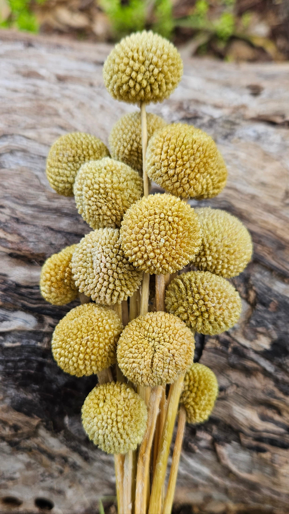 Billy Buttons  - Avocado Green