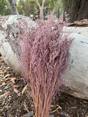 Limonium / Misty / statice - Soft Dusty Lilac Purple