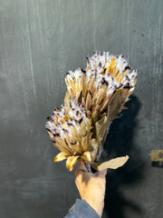 Protea Nerifolia - Dried 1 stem