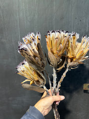 Protea Nerifolia - Dried 1 stem