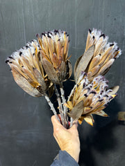 Protea Nerifolia - Dried 1 stem