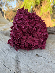 Hydrangea - Burgundy pink / red