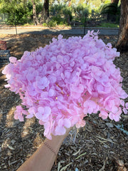 Hydrangea - Pastel Lilac