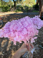 Hydrangea - Pastel Lilac