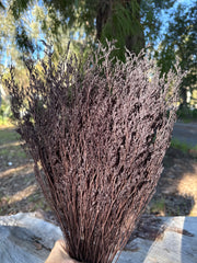 Limonium / Misty / statice - Dark Cocoa Brown