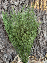 Limonium/Misty/Statice - Velvet Olive Green