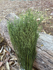 Limonium/Misty/Statice - Velvet Olive Green