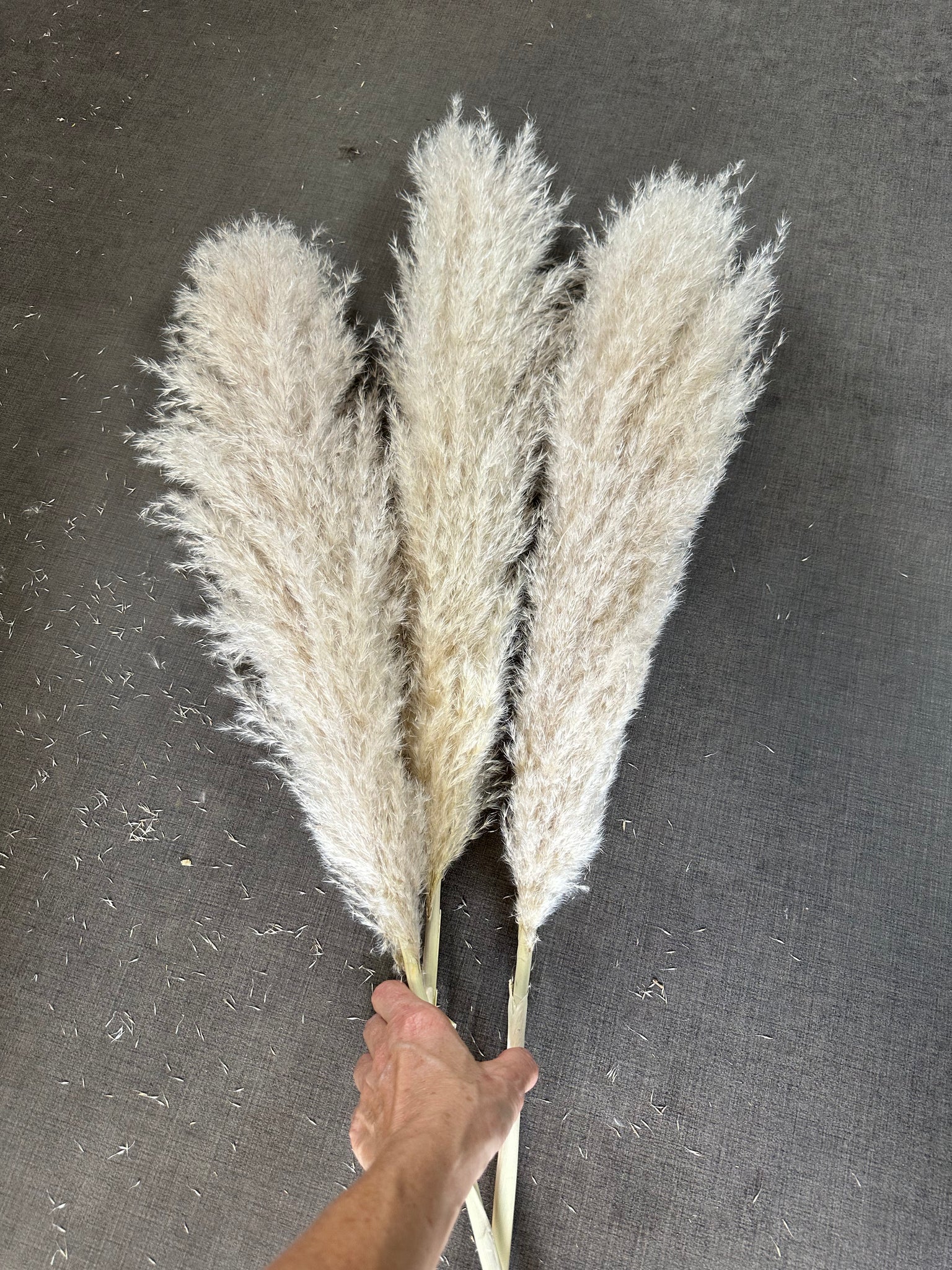 Pampas - Fluffy Heads - NATURAL Nude Beige, Creamy, Ivory, Off-White Tones