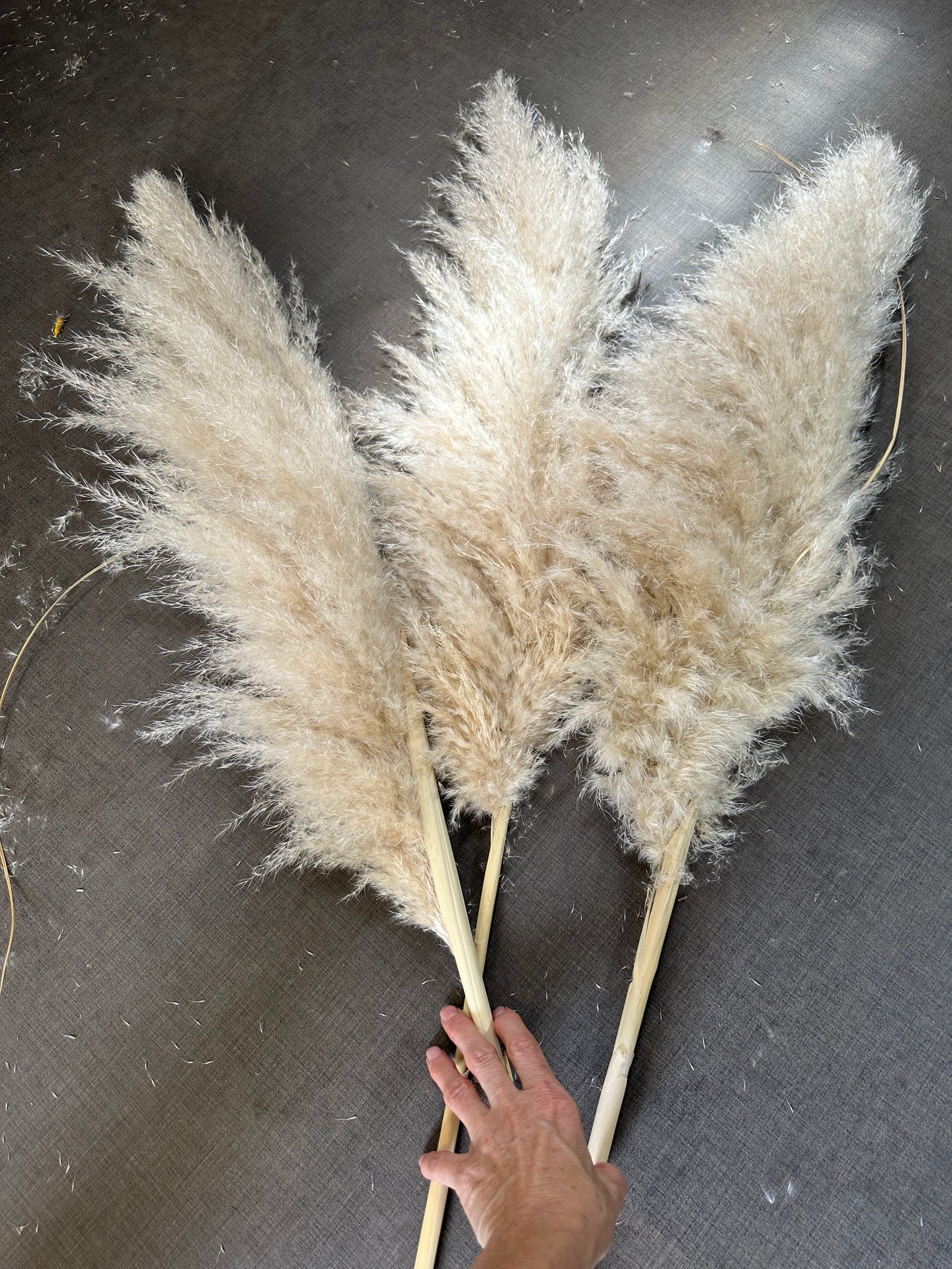 Pampas - Fluffy Heads- Large 60-70cms - NATURAL Nude Beige, Creamy, Ivory, Off-White Tones