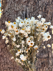 Daisies / Daisy